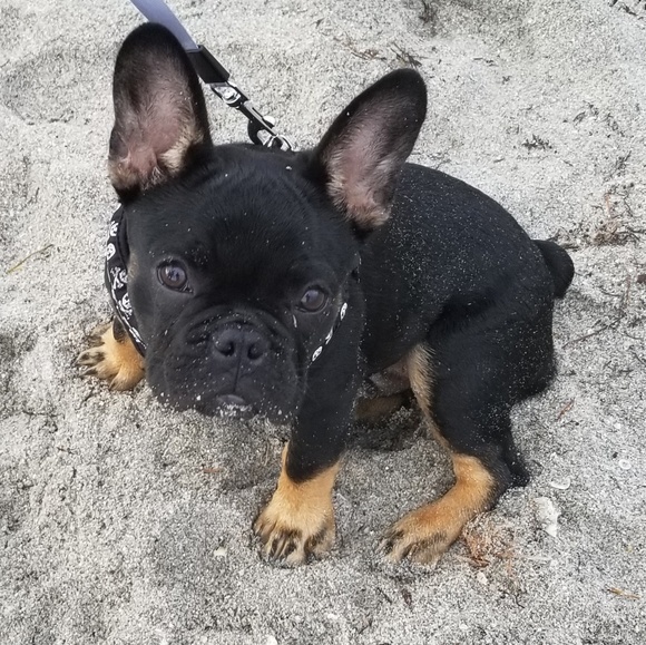 Meet your Posher, Mj - Picture 4 of 8